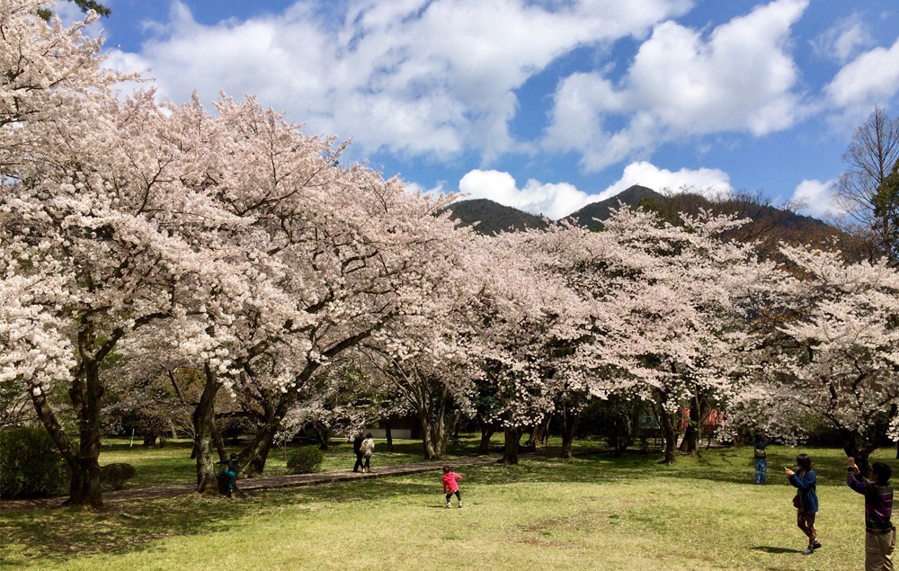 Kirschblüten (sakura) in Izumo